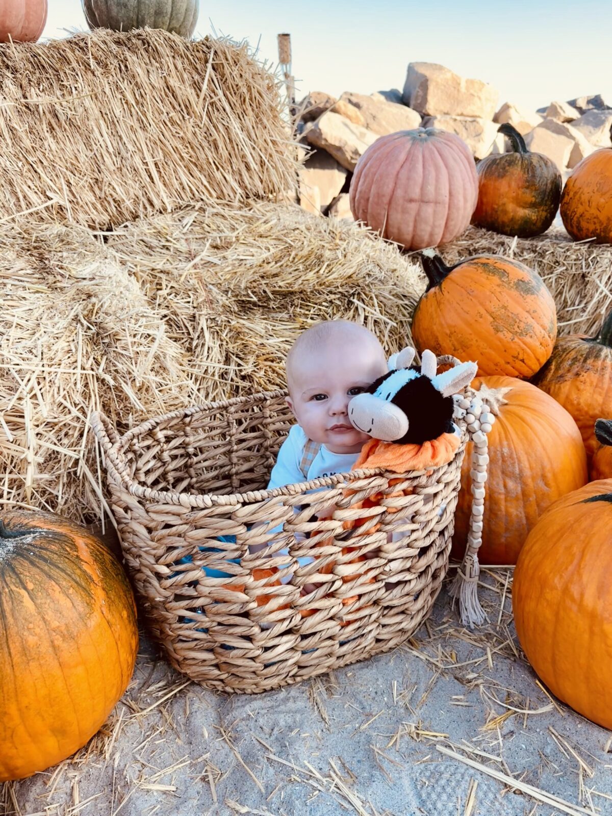 Lane with cow in basket